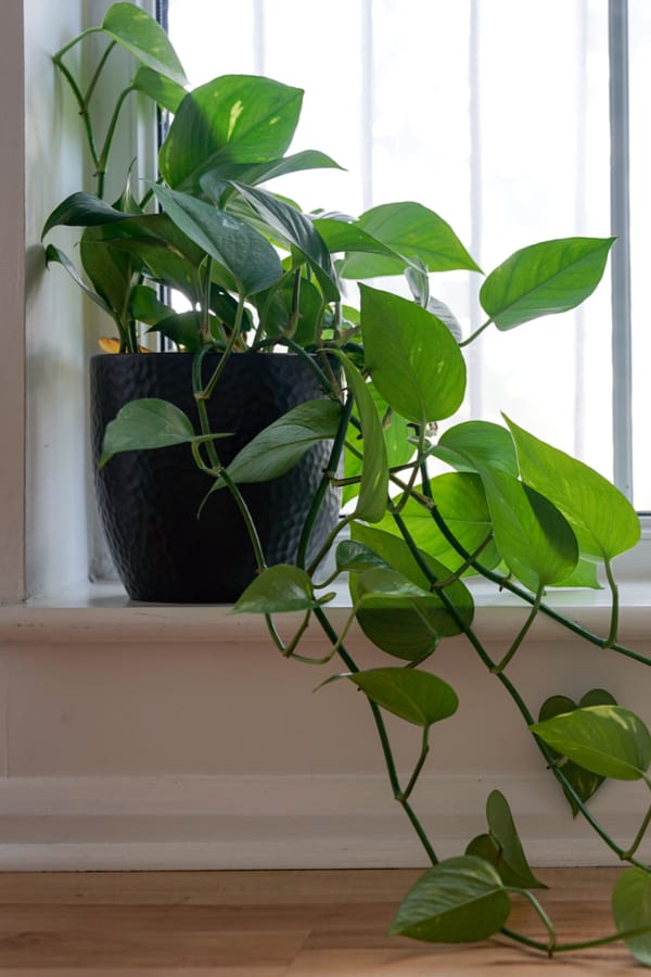 Philodendron bathroom