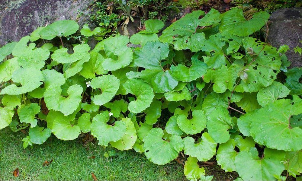 Leaves and Moss