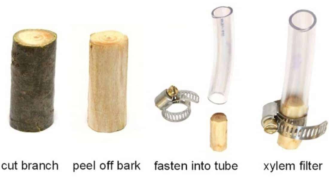 Water Filter Made from a Tree Branch Removes 99% of E. coli Bacteria