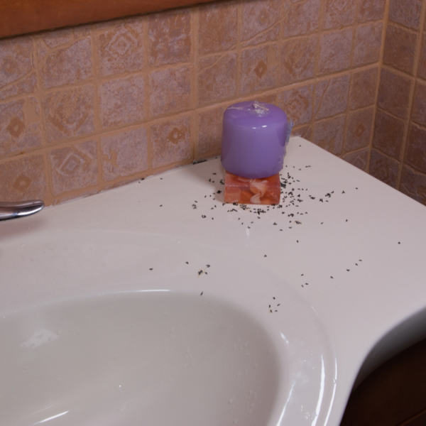 12 Tips to Get Rid of Ants in the Bathroom
