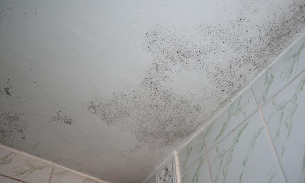 Get Rid of Black Mold on the Painted Walls and Ceiling