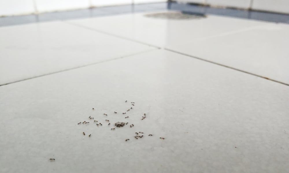 12 Tips To Get Rid Of Ants In The Bathroom - Tiny Ants In My Bathroom Sink
