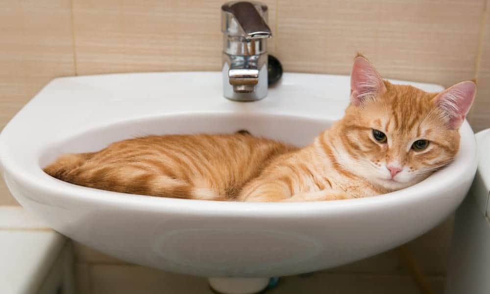 Sink reminds cats to bed