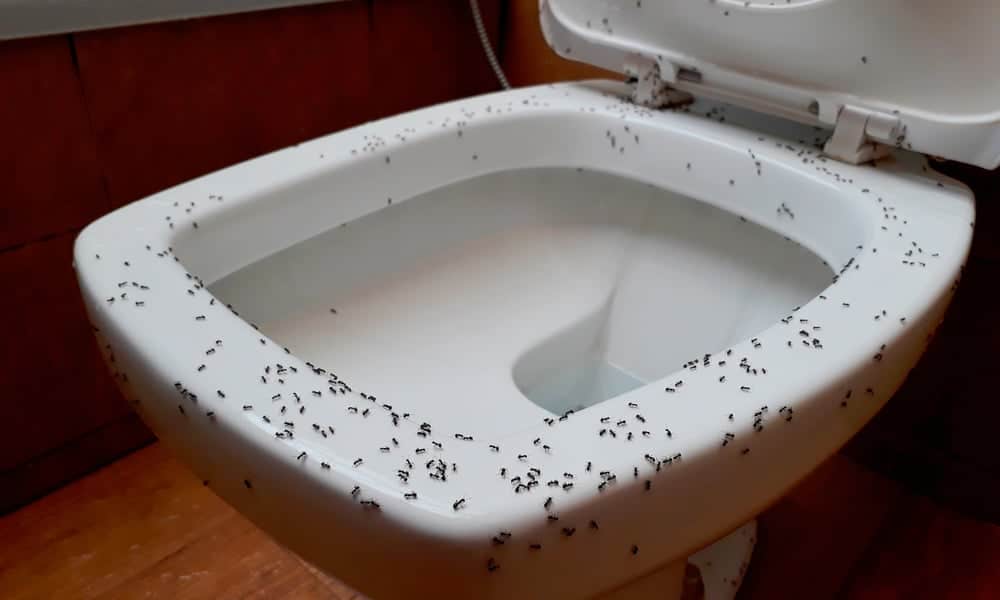 12 Tips To Get Rid Of Ants In The Bathroom - Ants In Bathroom Sink Overflow Drainage