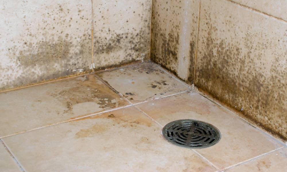 How To Get Rid Of Black Mold In The Bathroom - What Is The Black Mould In Bathrooms