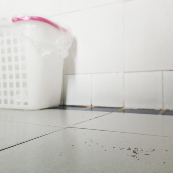 Specificities of Tiny Black Bugs in Bathroom (Tips to Get Rid Of)