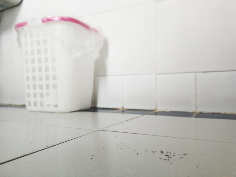 How To Get Rid Of Little Black Bugs In, How To Get Rid Of Black Stuff Around Bathtub