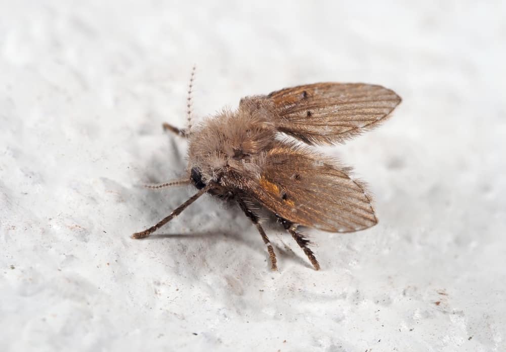 bugs flies specificities