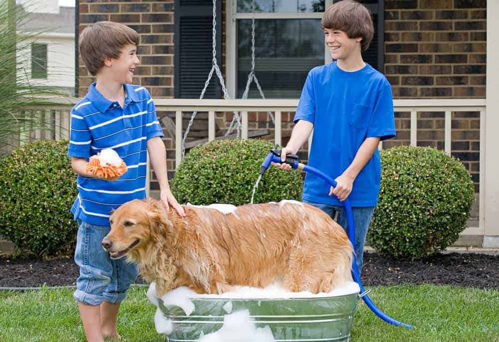 31 Homemade Dog Bath TubsWashing Station Ideas