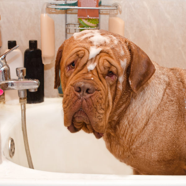 31 Homemade Dog Shampoo Ideas