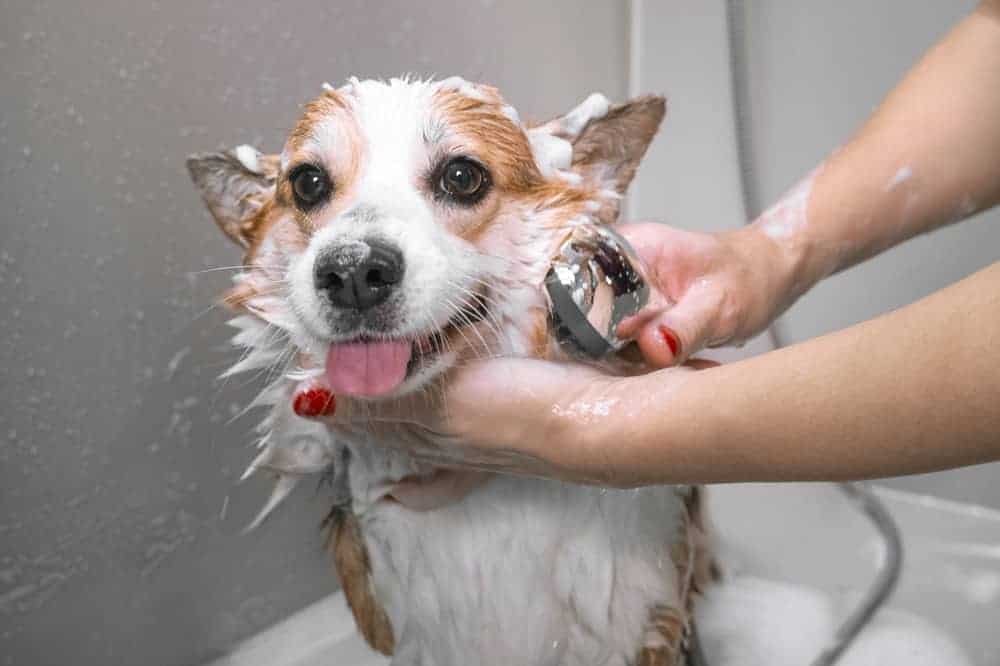 DIY Aloe Vera Dog Shampoo