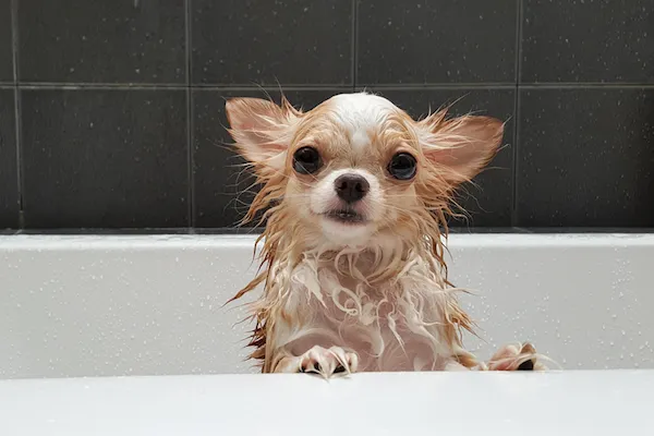 DIY Dry Dog Shampoo
