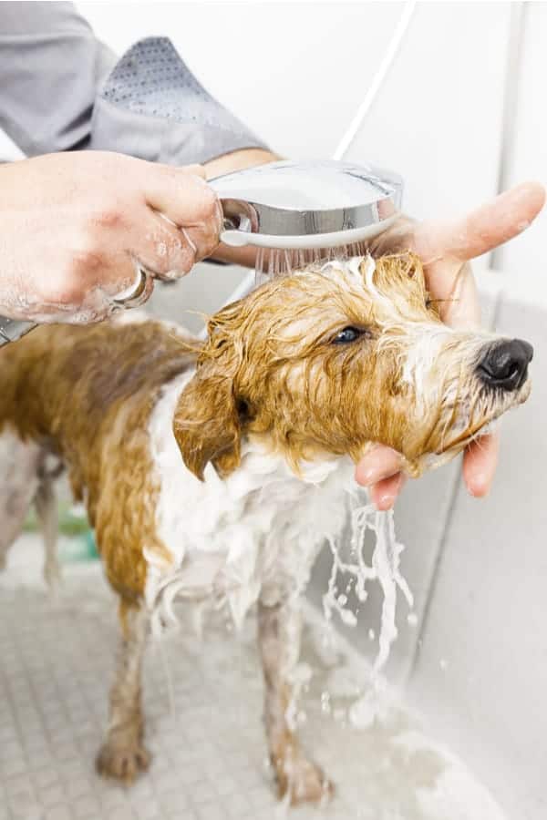 DIY Essential Oil Dog Shampoo