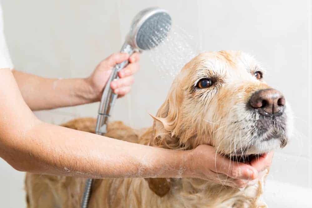 DIY Vinegar Dog Shampoo