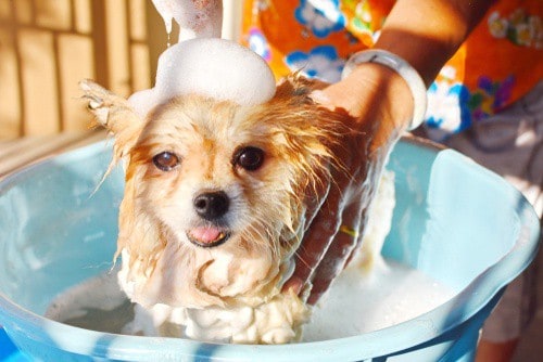 Patch Puppy DIY Shampoo