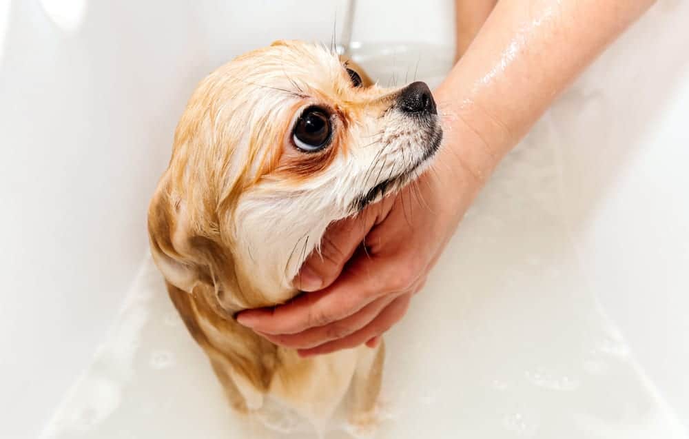 Pure Wow DIY Dog Shampoo