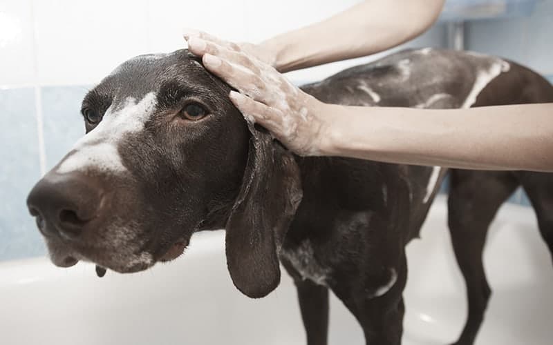 The Labrador Site DIY Dog Shampoo