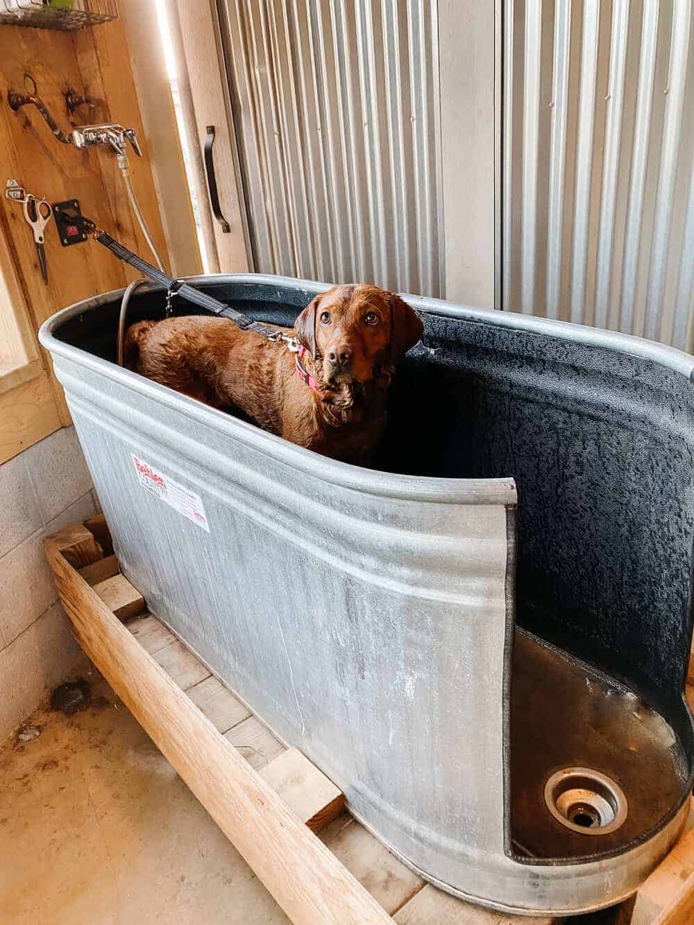 31 Easy Homemade Dog Bath Tubs & Washing Station Ideas