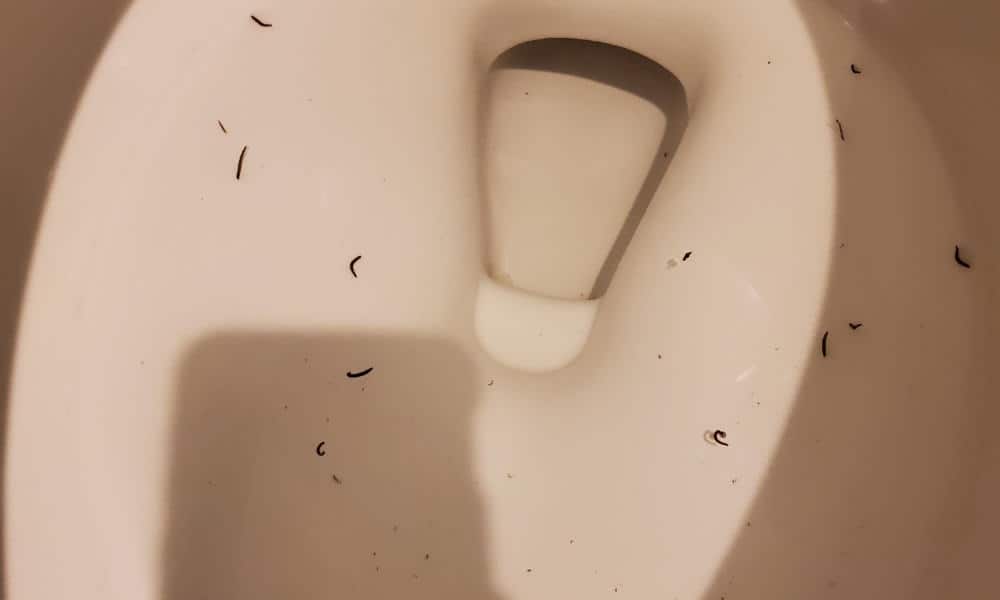 How To Get Rid Of Black Worms In Bathroom 13 Easy Ways - How To Get Rid Of Red Worm In Bathroom Drain Pipe