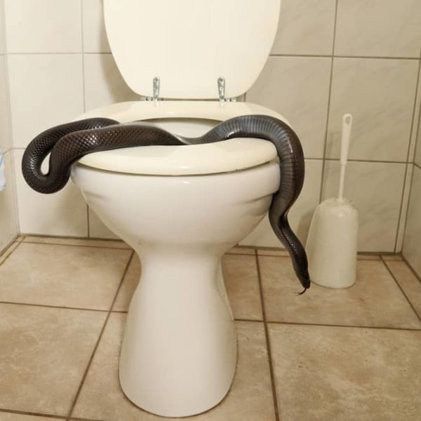 How Do Snakes Get In the Toilets? (Prevention Tips)