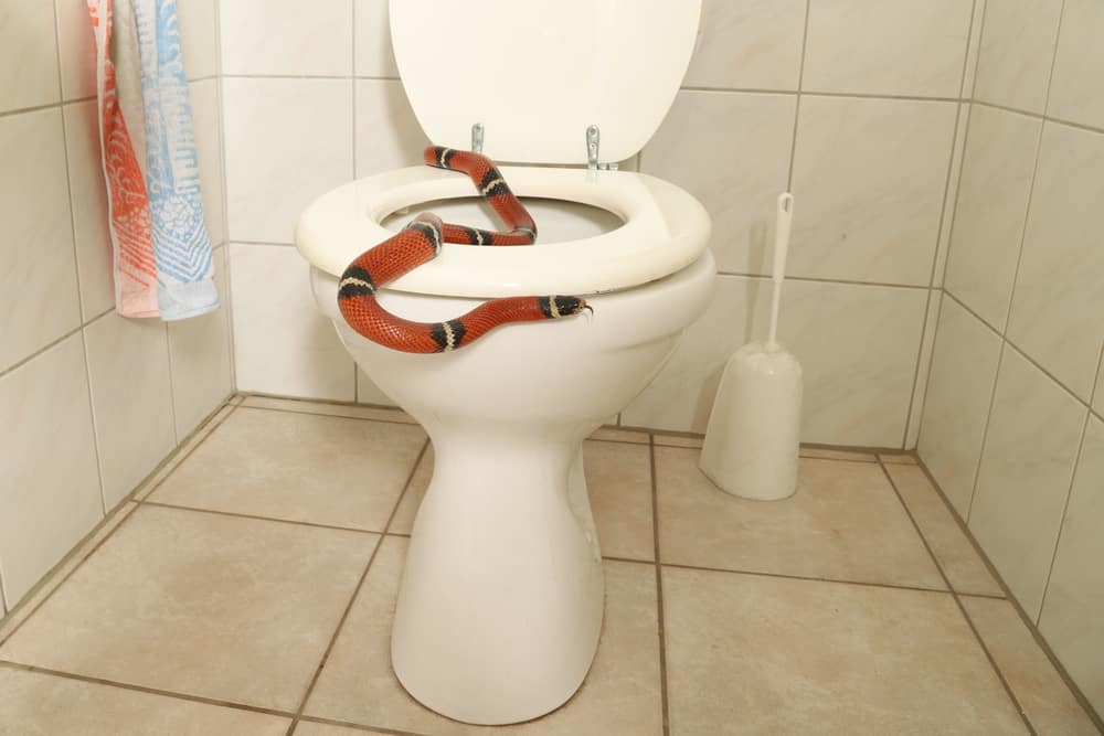 Things to Do When Spotting a Snake In the Toilet