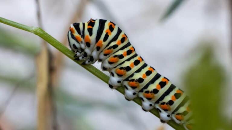 Best Free Bug Identifier Apps